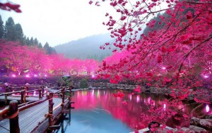 japan-cherry-blossom